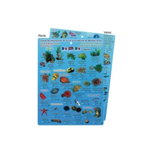 Plaquette immergeable "Découverte de la vie en Méditérranée" Acheter Direct