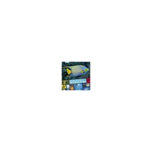 Extraordinaires poissons de mer Livraison Express
